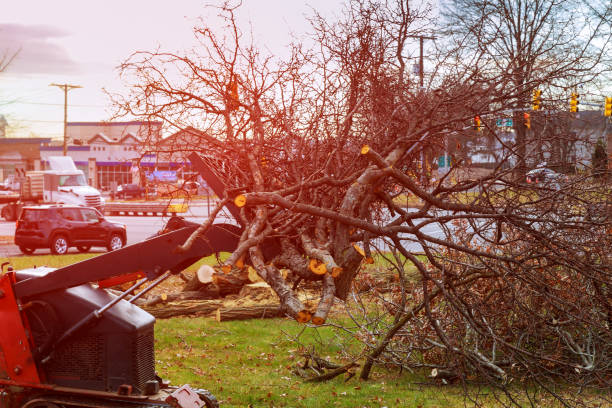 Best Root Management and Removal  in Bartow, FL